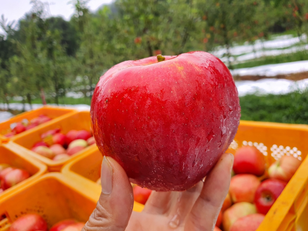 [그랑농원] 영주 홍로사과 5kg 소과-대과 명절선물세트 [예약판매] 8/24일 부터 수확 후 판매