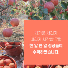 [영주진연농원] 맛있는 영주사과 2.5k 부사사과