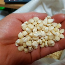 [영주장터농원]직접재배한 미백 찰옥수수 알 1kg