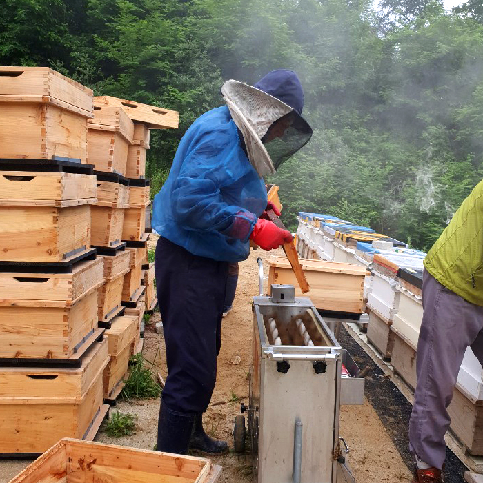 [황명지삼] 소백산벌꿀 영주에서 직접 채취한 로얄제리 50ml
