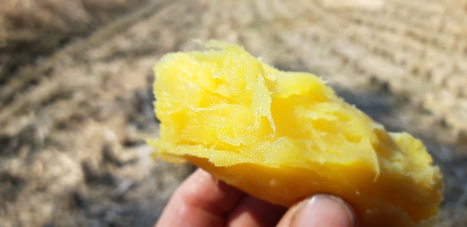 [영주 장터농원]달콤한 꿀고구마 호박고구마 5kg(모둠 가정용)