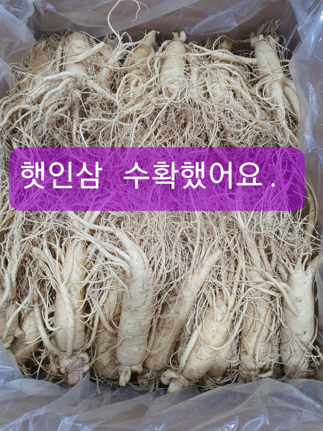 [이순남홍삼] 풍기인삼 1채 750g 6년근 (9~11뿌리, 선물포장)