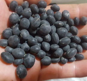 [영주장터농원] 22년직접생산한 토종서리태콩(속청) 3kg
