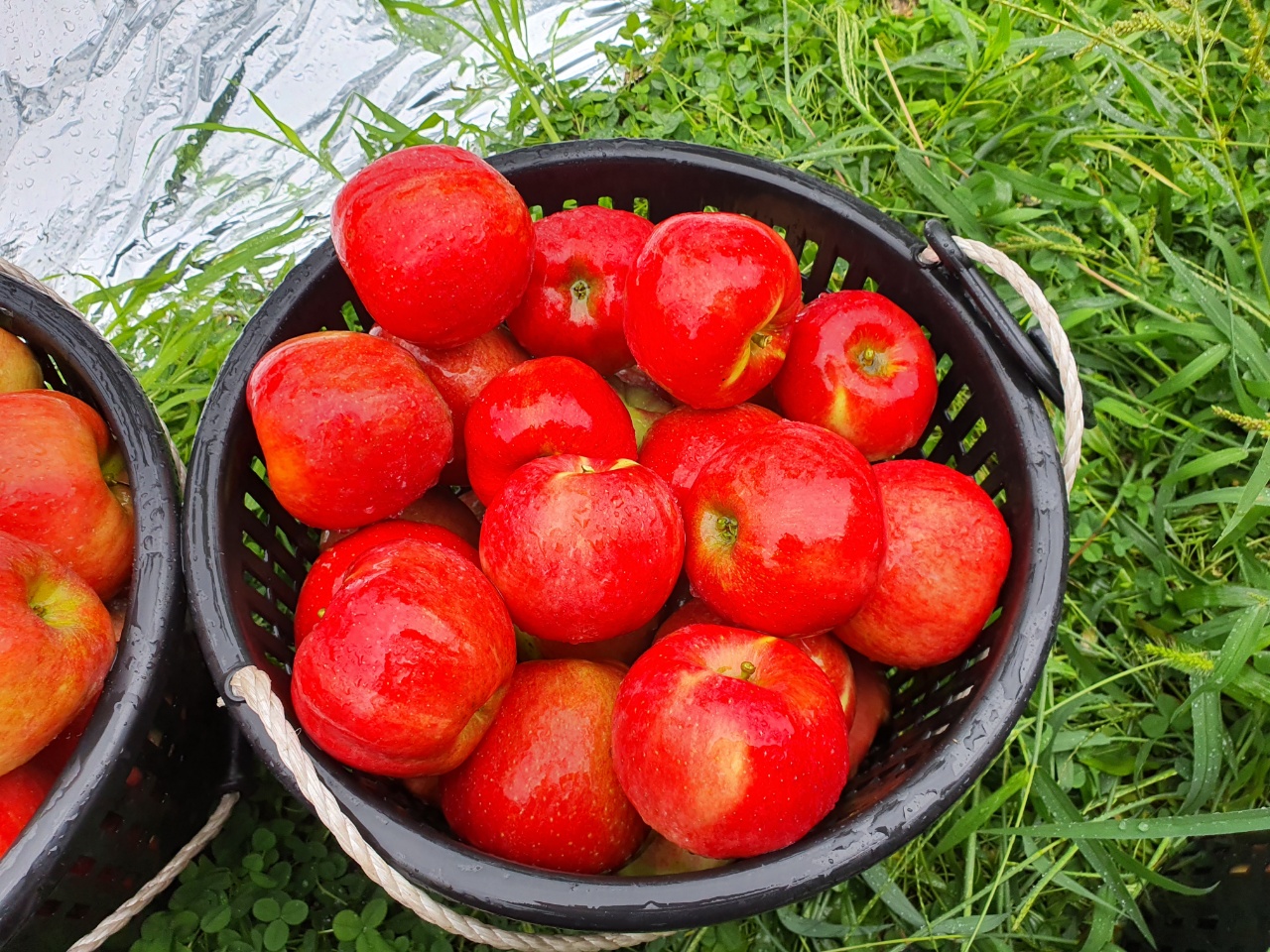 [그랑농원] 영주 홍로 가정용 흠집 3kg (옵션) [예약판매] 8/24일 부터 수확 후 판매