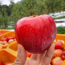 [그랑농원] 영주 홍로 가정용 흠집 3kg (옵션) [예약판매] 8/24일 부터 수확 후 판매